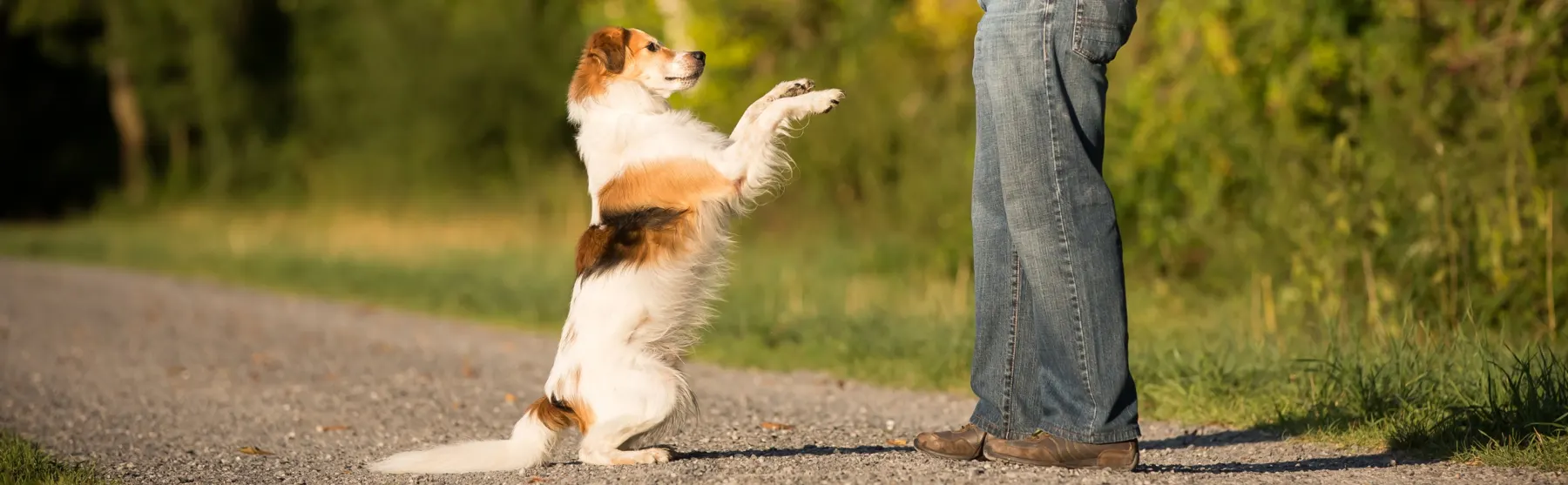 Fairy macht Männchen auf einem Feldweg
