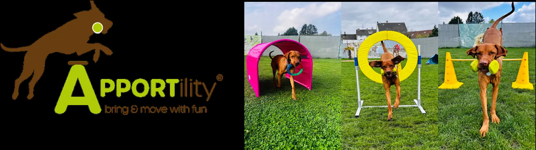 Apportility-Logo und Hund mit Apportel im Parcours