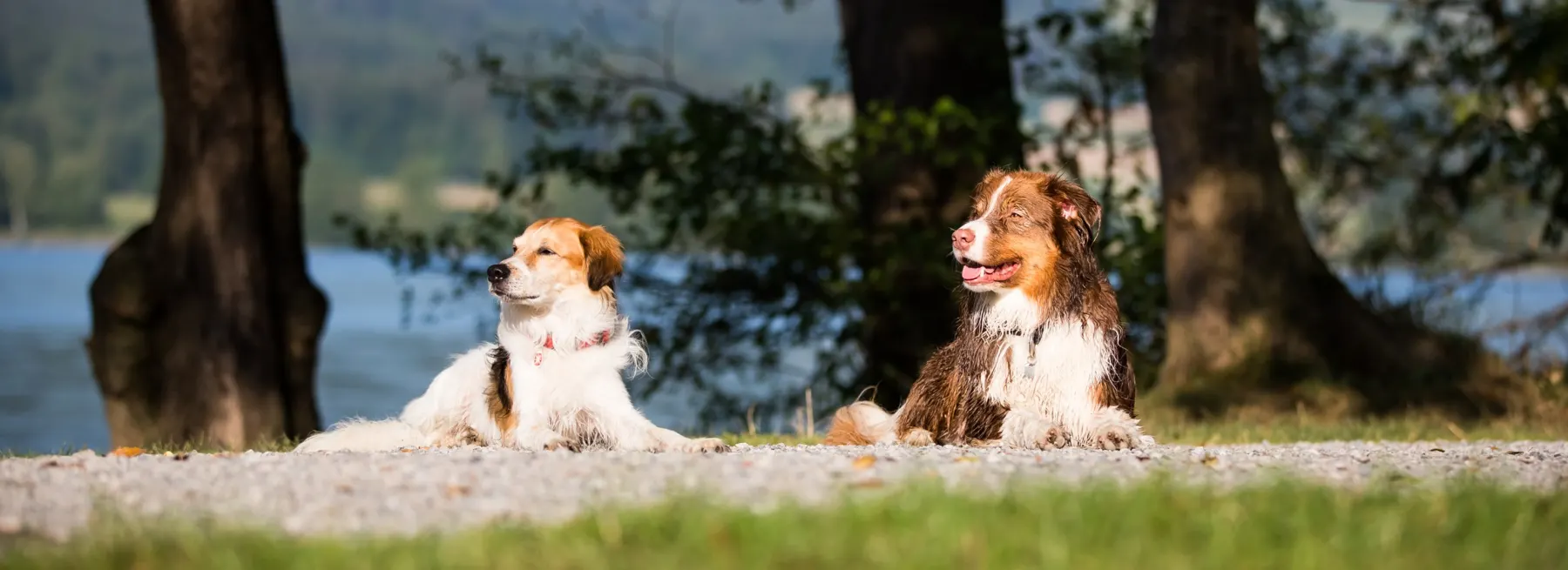 Fairy und Camillo liegen entspannt am Seeufer